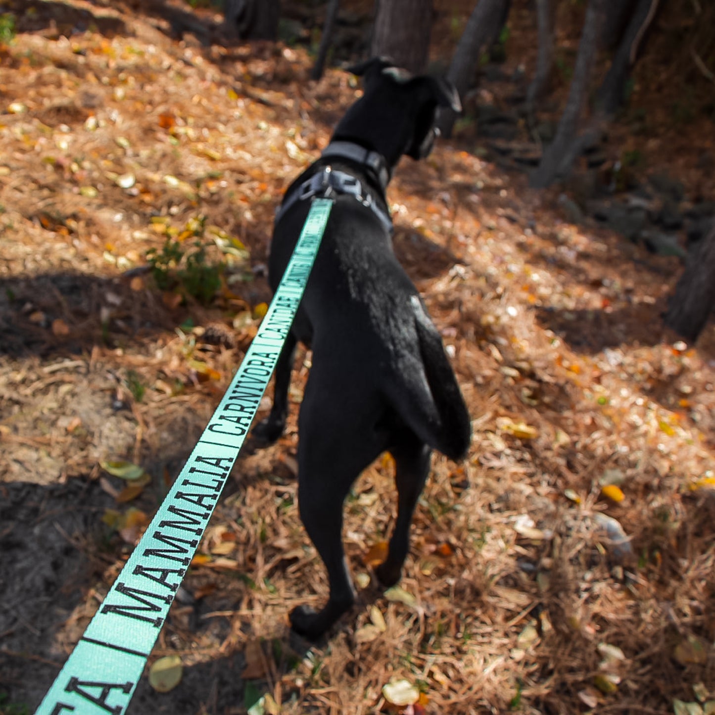 C. familiaris - Scientific classification Dog Leash | Zoology Taxonomy Dog Leash