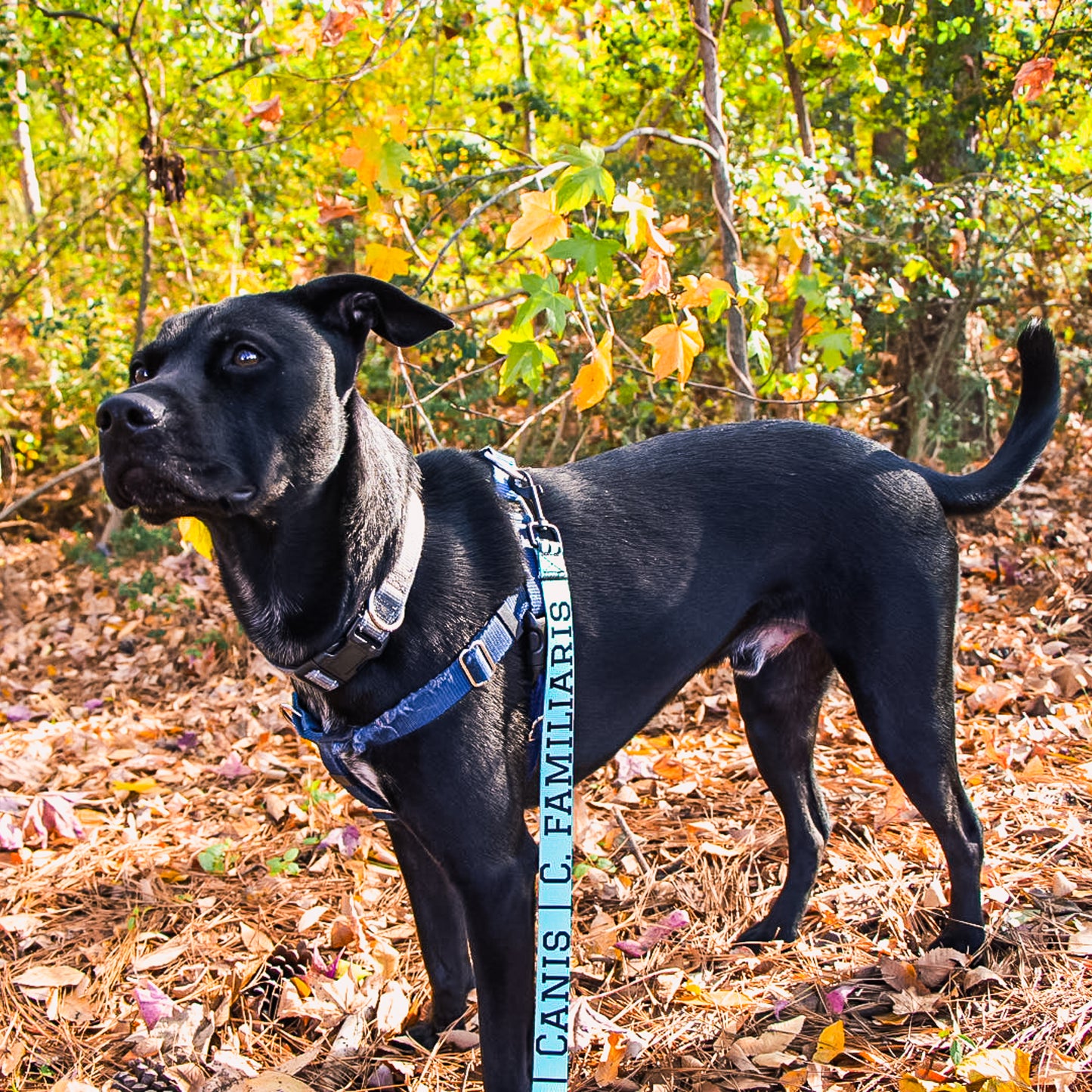 C. familiaris - Scientific classification Dog Leash | Zoology Taxonomy Dog Leash